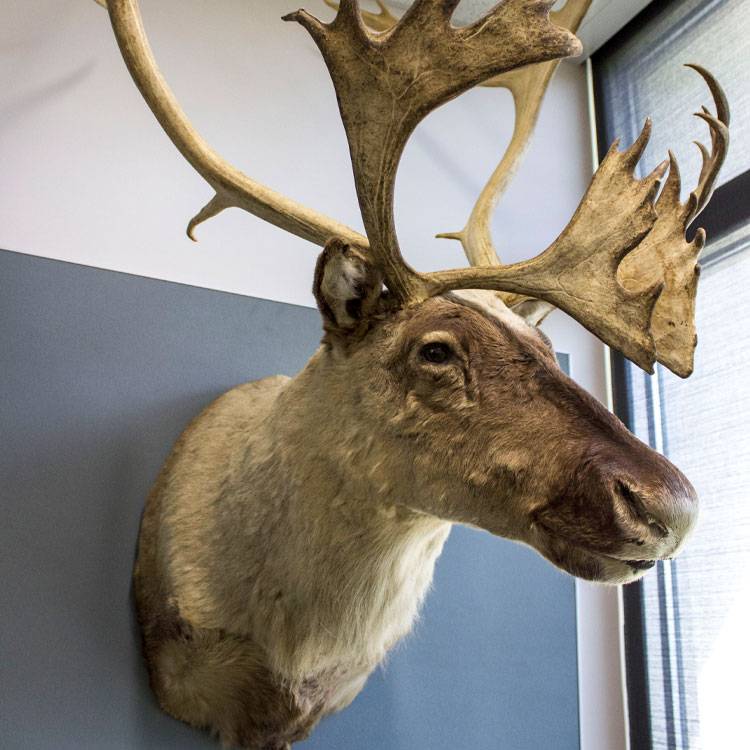 A caribou exhibit in the Natural History Museum