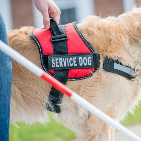 A service dog guides a blind student