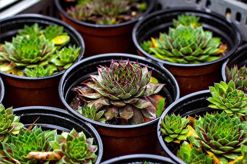 Potted succulents
