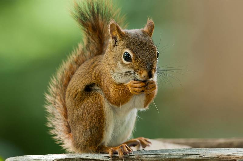 A squirrel close-up