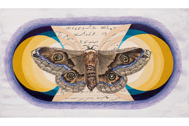 “Saturnia pyri” by Jennifer Radil 