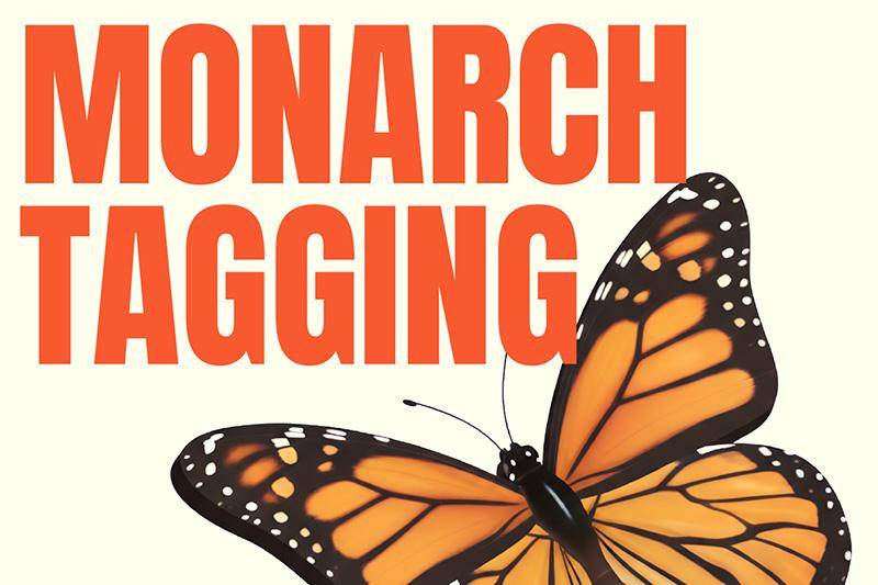 An image of a monarch butterfly
