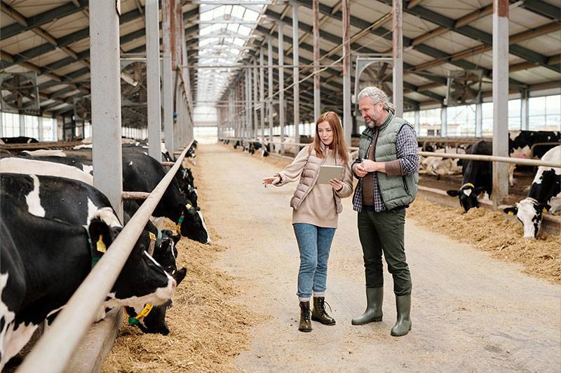 Agricultural communication degree concept featuring young woman discussing livestock marketing strategies