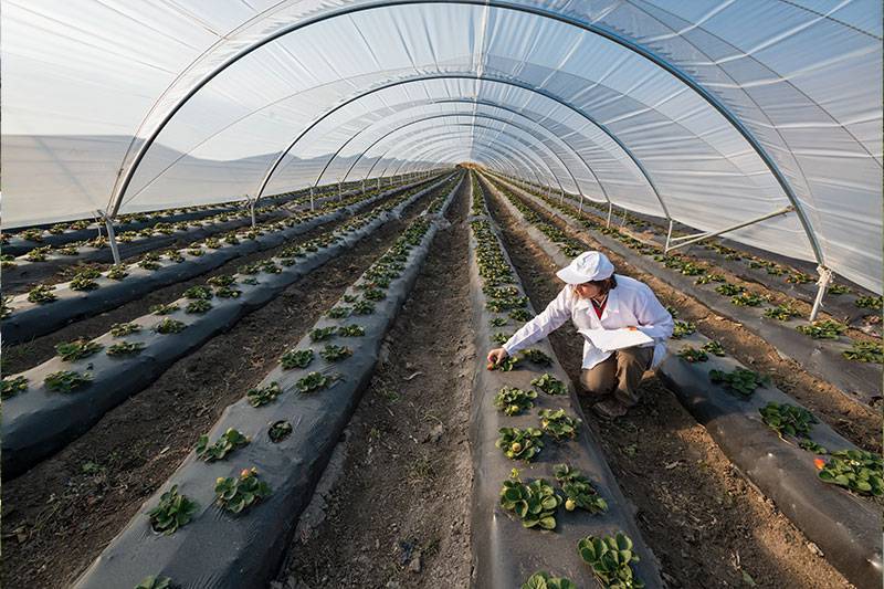 Applied science agriculture degree concept featuring a agricultural worker
