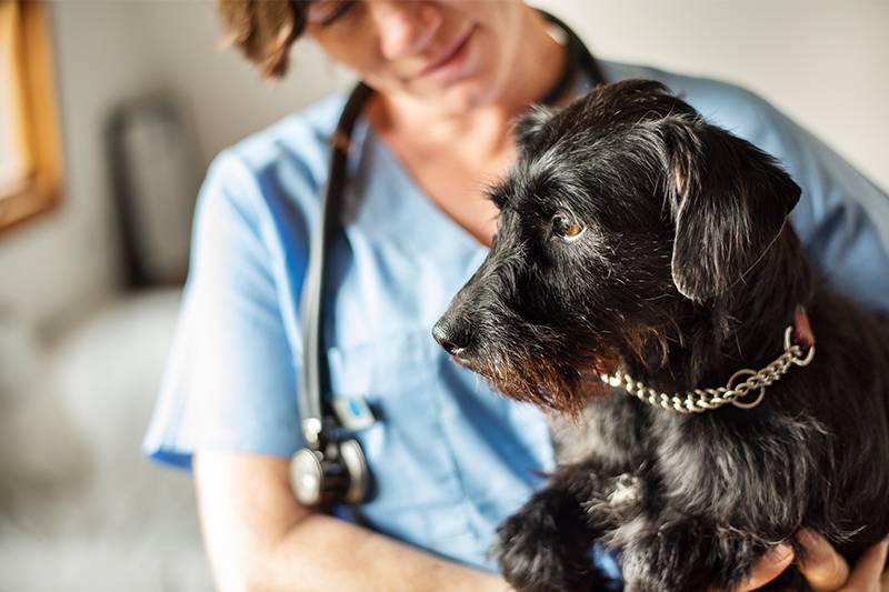 Pre-veterinary medicine degree concept featuring a vet examining a dog