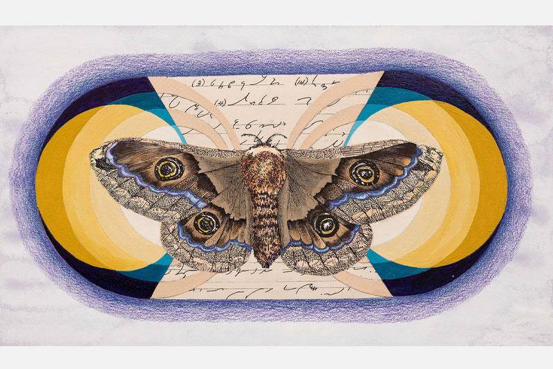Image of a moth, a piece of art in the Long Horizon exhibit