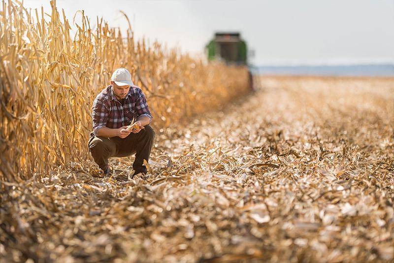 A farmer examines corn in a field during harvest