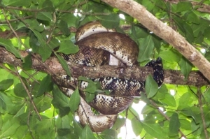 A snake observed by a student in Costa Rica